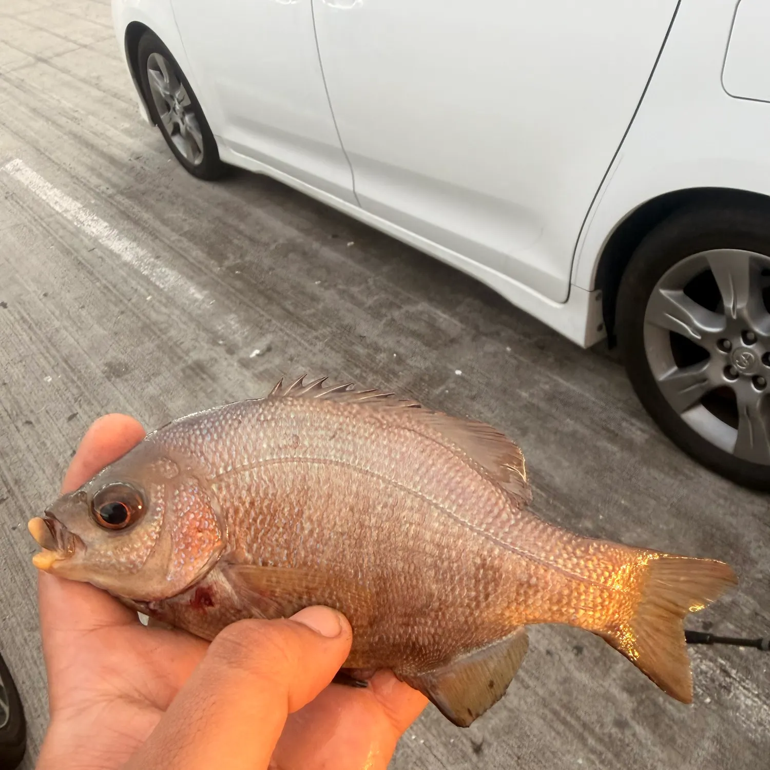 Black perch caught on Fishbrain