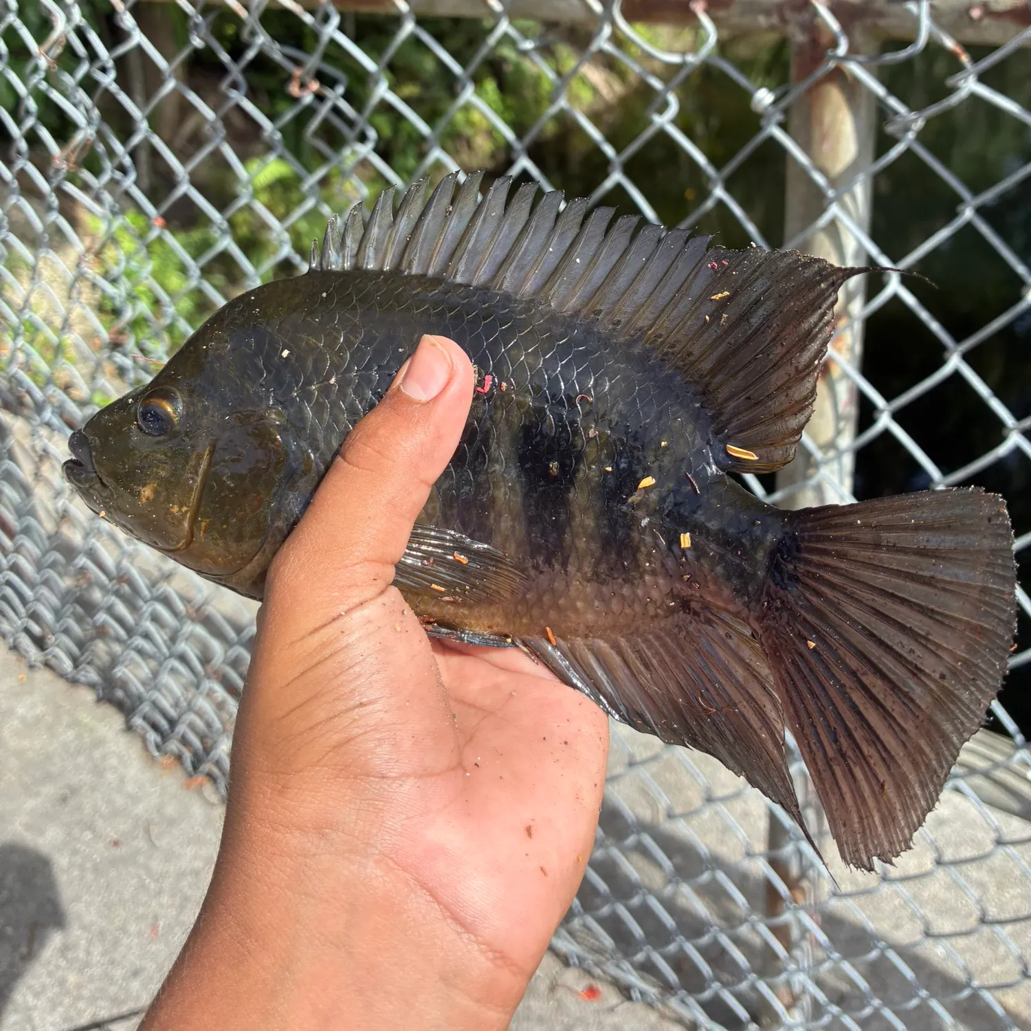 The most recent Spotted tilapia catches on Fishbrain