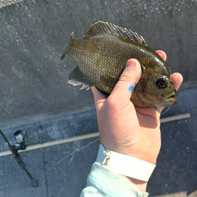 The most recent Spotted sunfish catches on Fishbrain