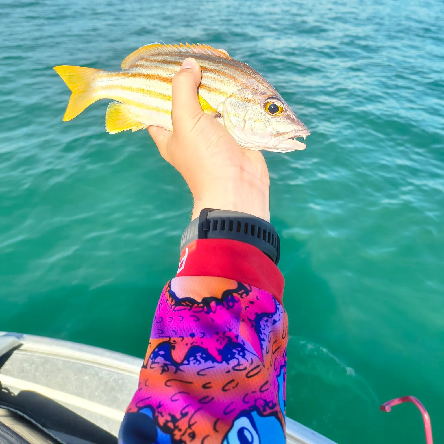 The most recent Spanish flag snapper catches on Fishbrain