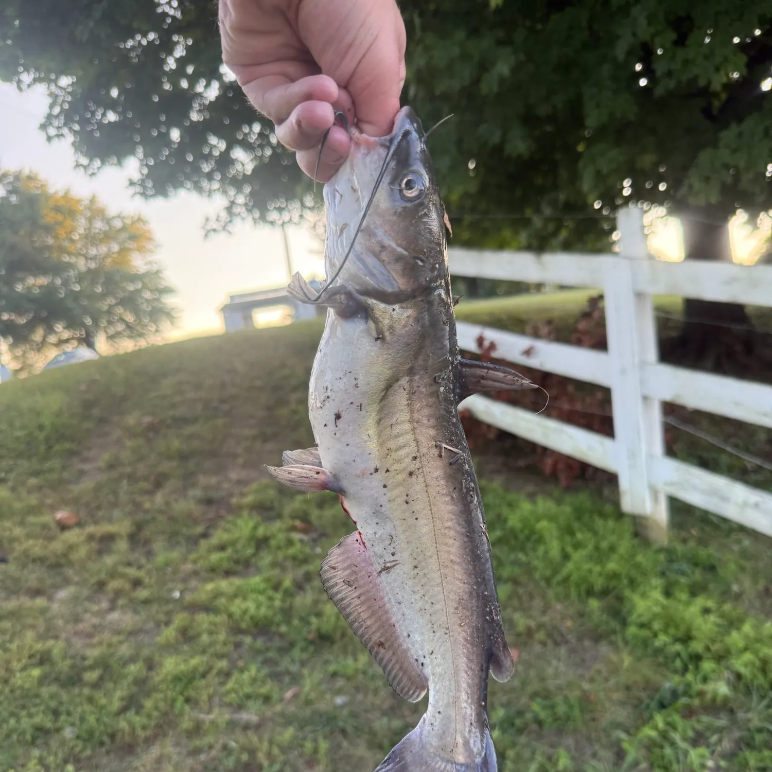 Channel catfish caught on Fishbrain