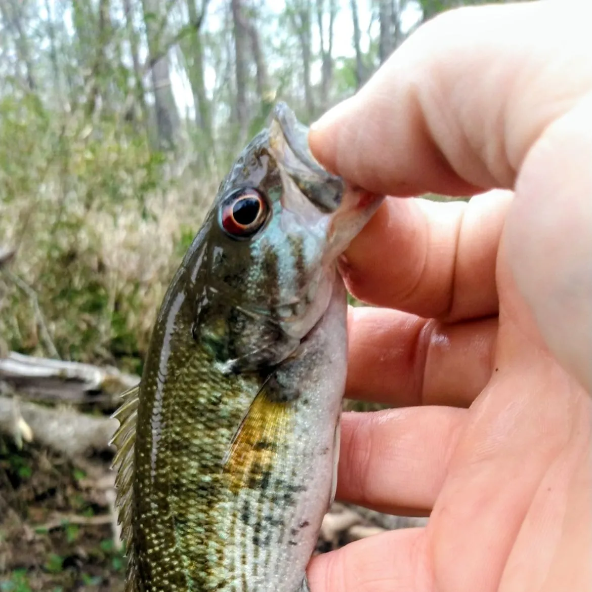 The most recent Redeye bass catches on Fishbrain