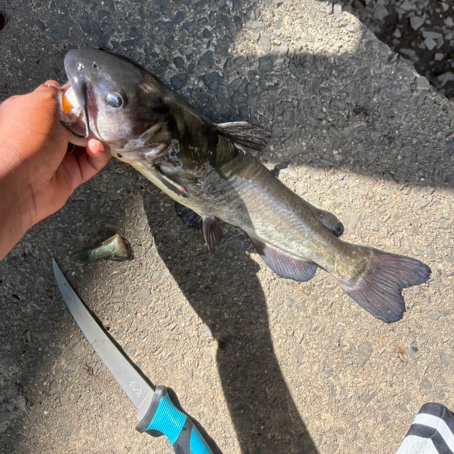 catch
