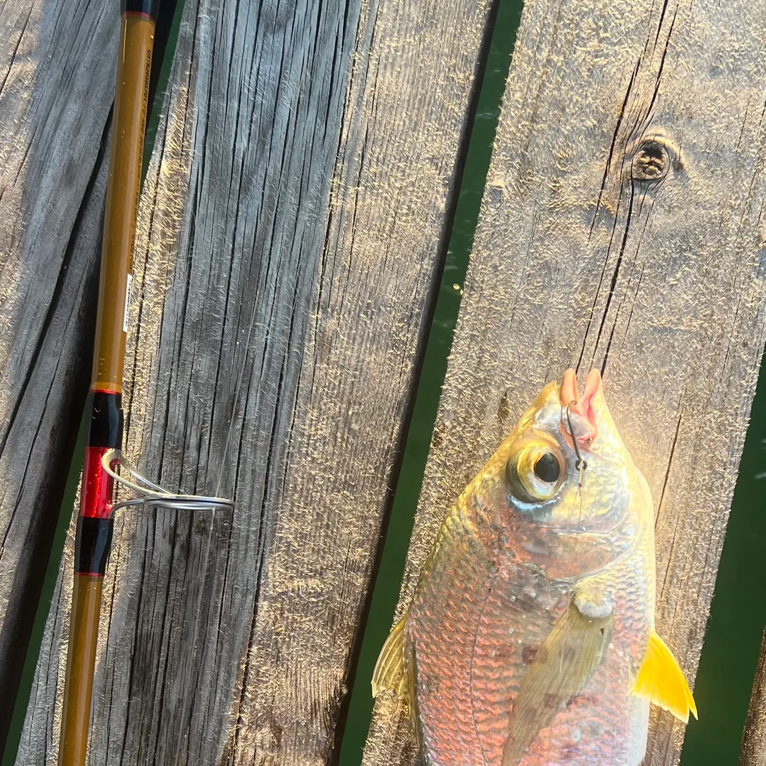 The most recent Yellowfin mojarra catches on Fishbrain