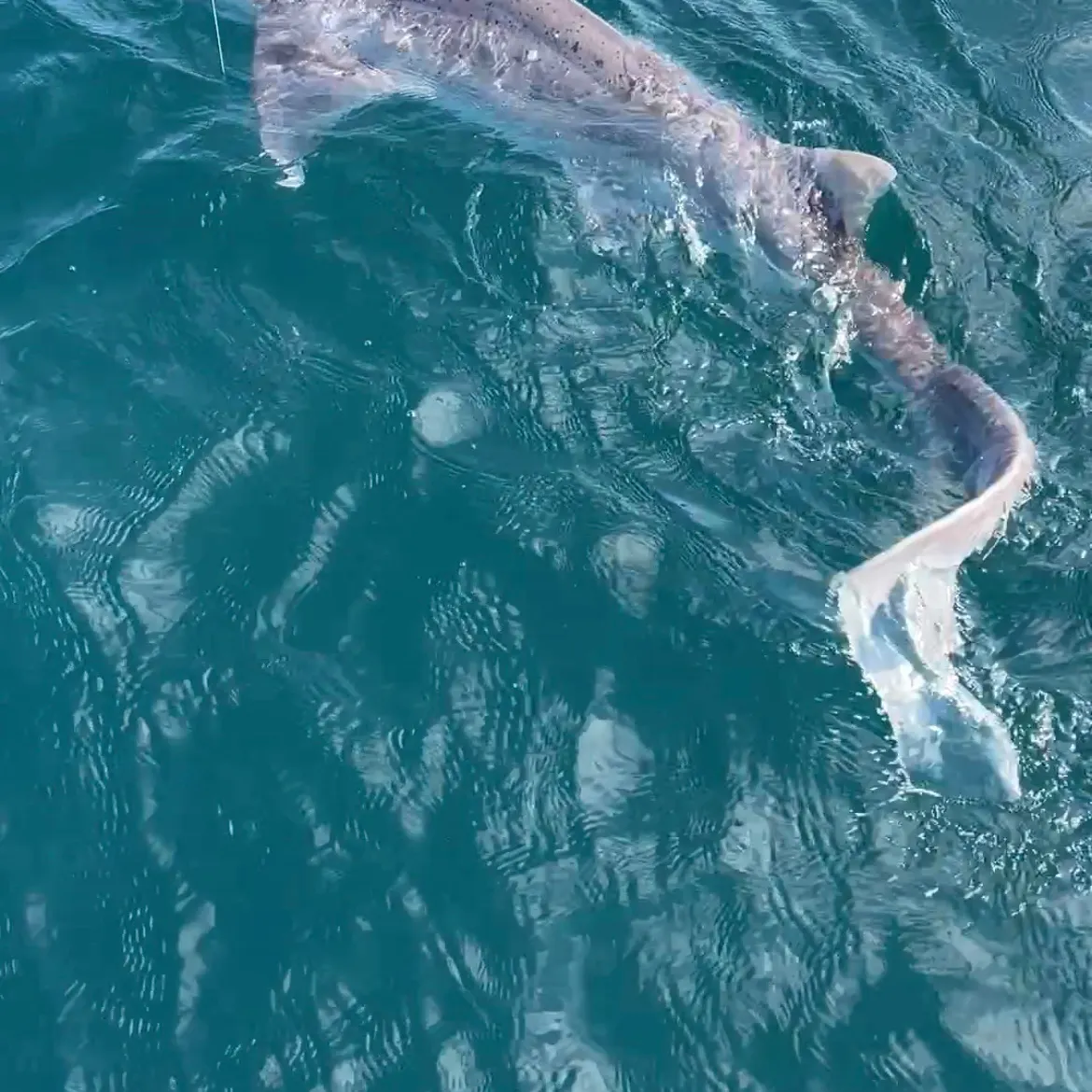 The most recent Tope shark catches on Fishbrain