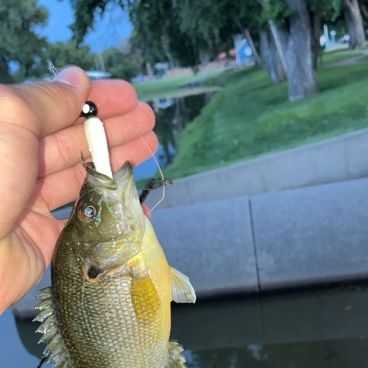 Fish caught on Fishbrain