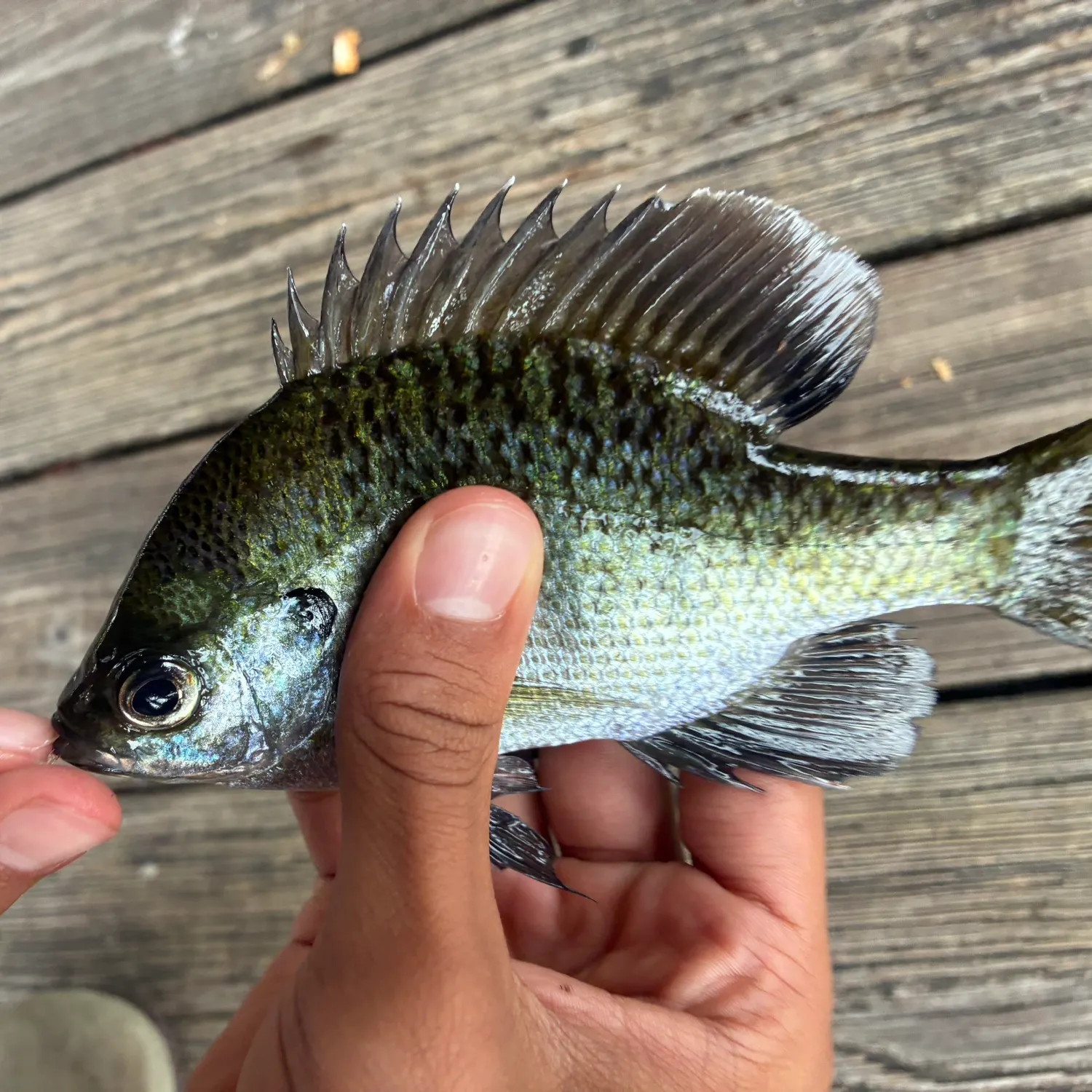 Bluegill caught on Fishbrain