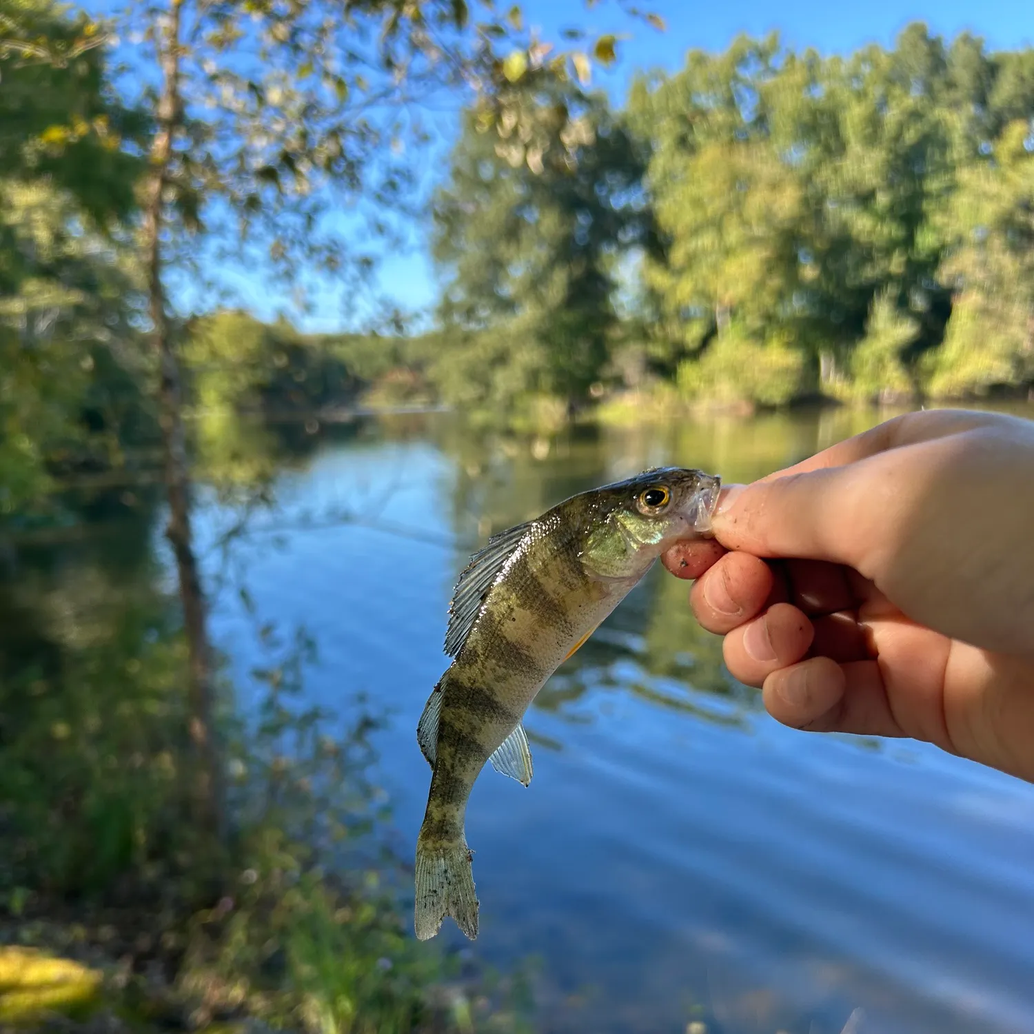 Yellow perch caught on Fishbrain
