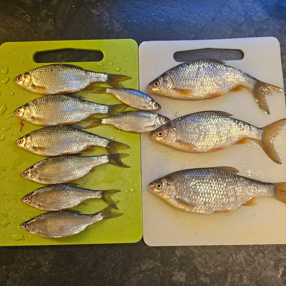 recently logged catches