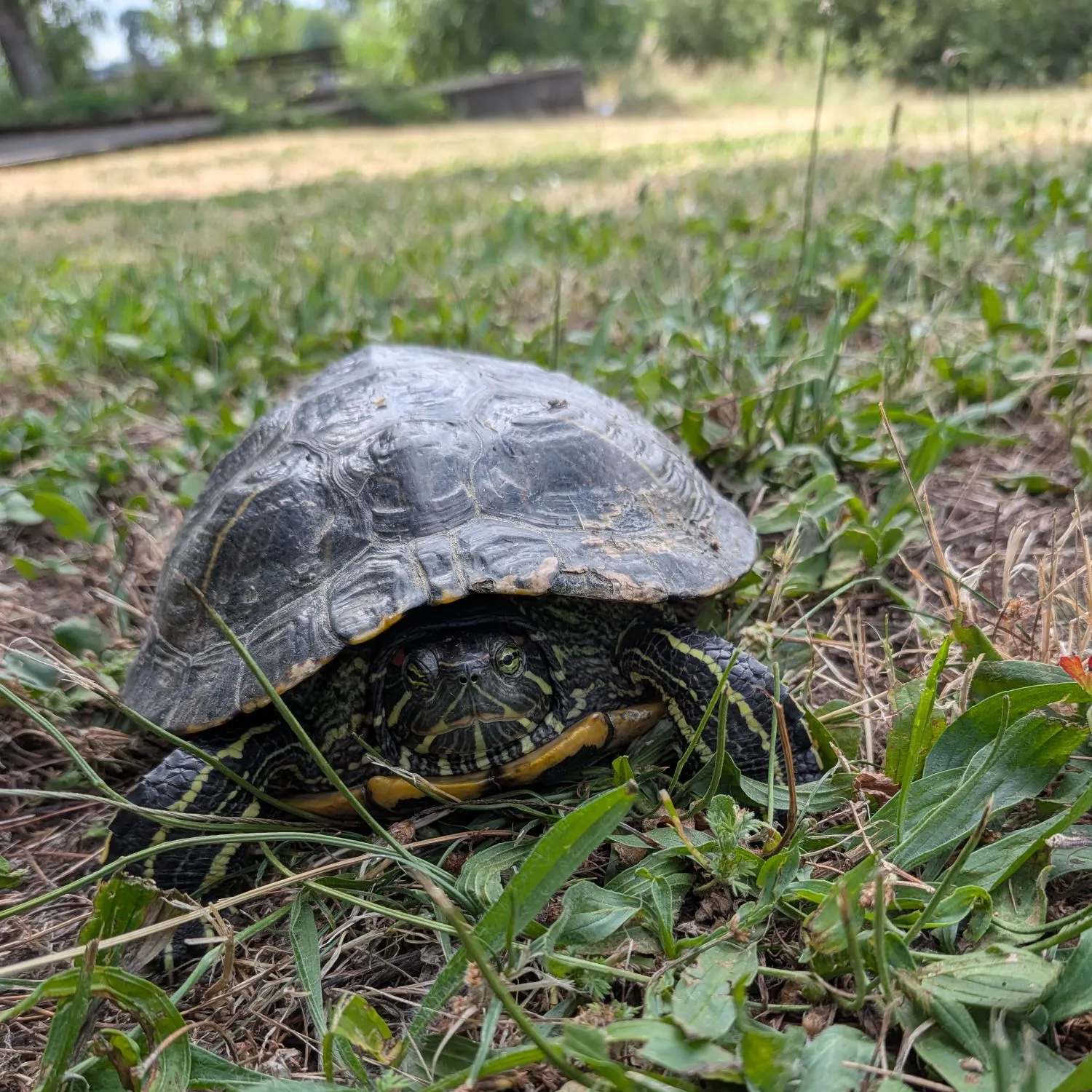 The most recent Painted turtle catches on Fishbrain