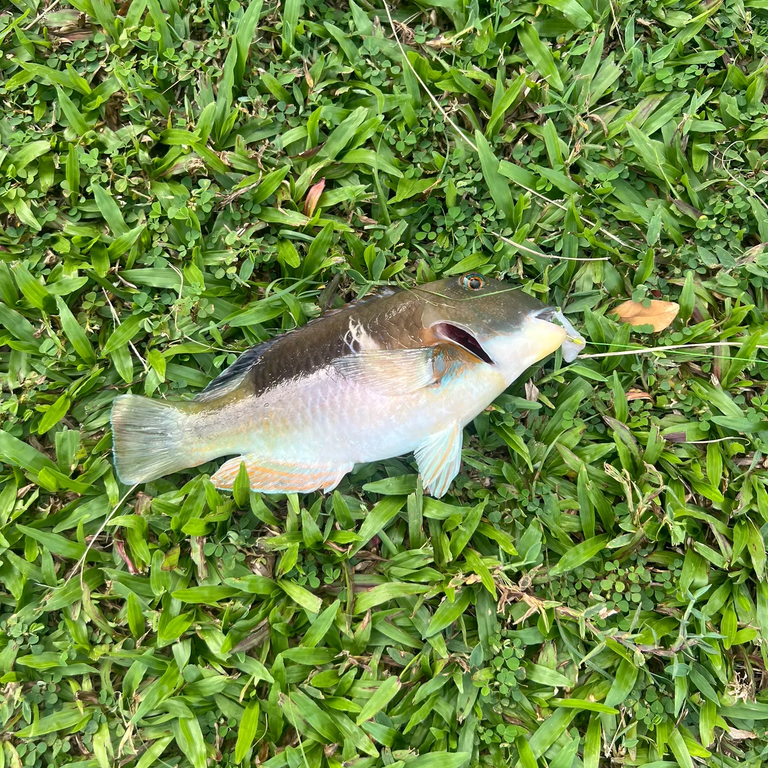 The most recent Orange-dotted tuskfish catches on Fishbrain
