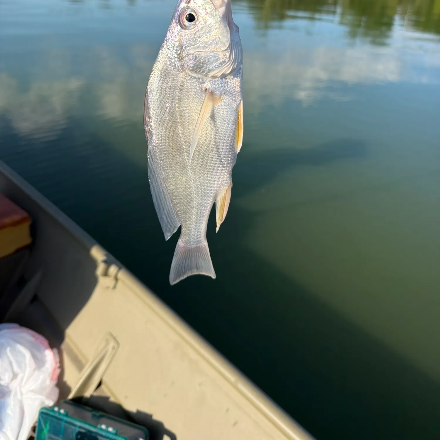 Freshwater drum caught on Fishbrain