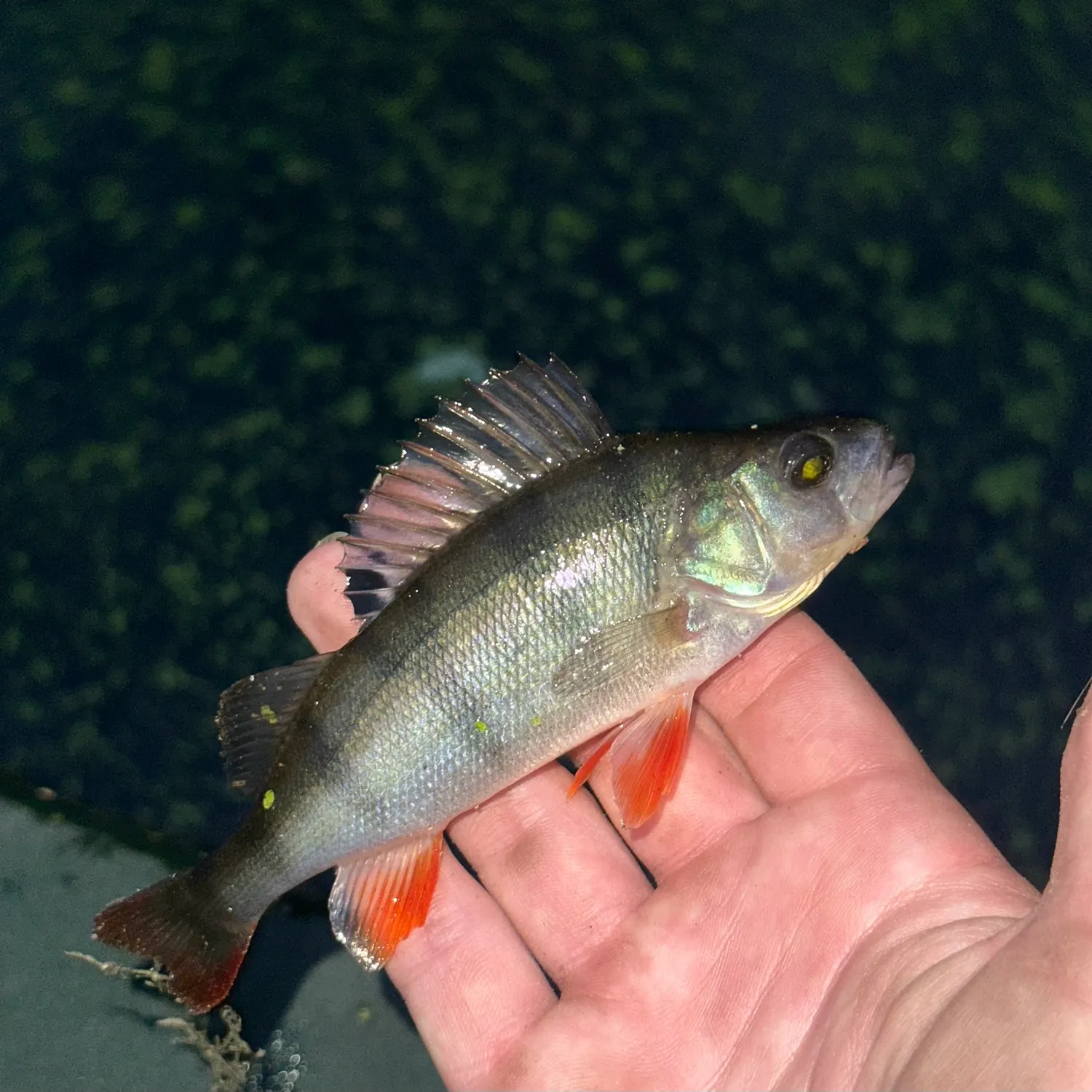 European perch caught on Fishbrain