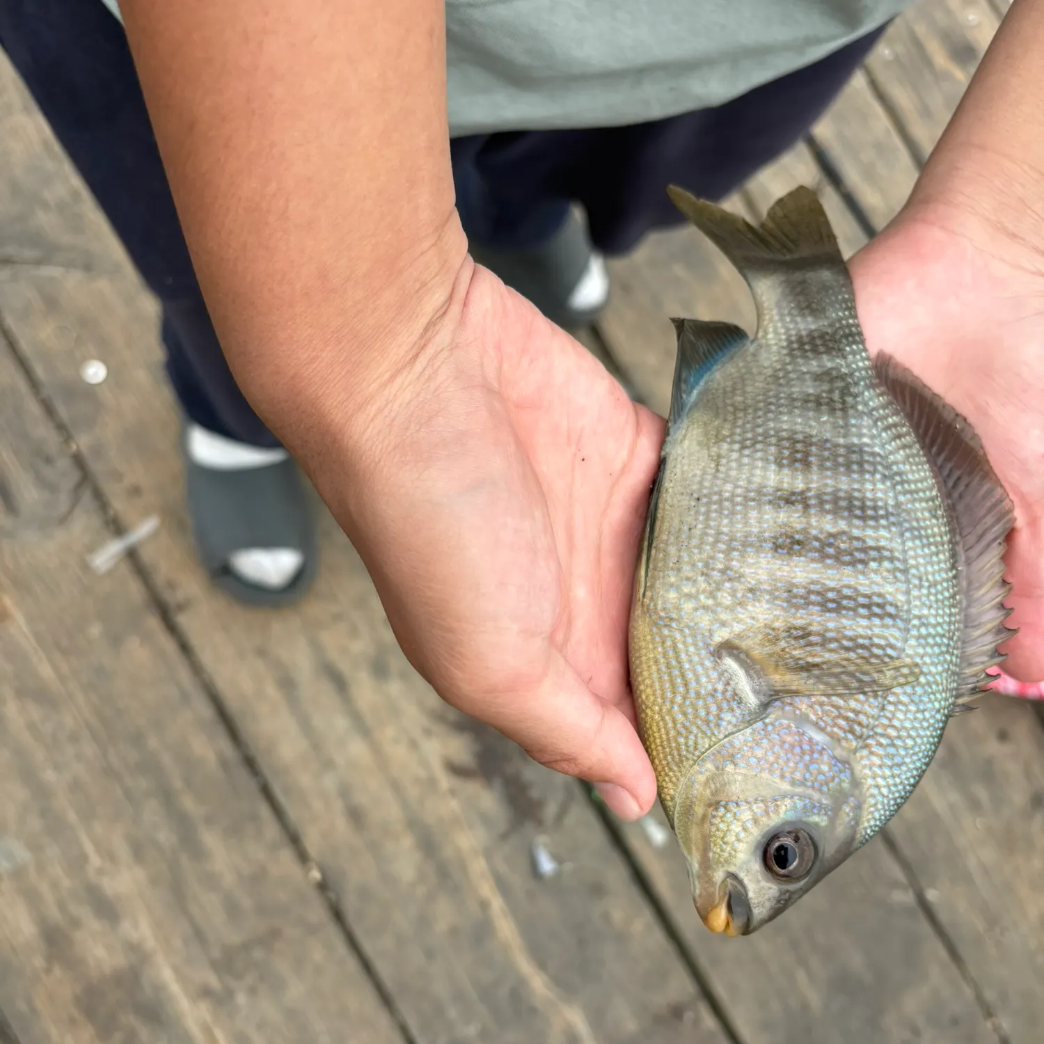 The most recent Silver surfperch catches on Fishbrain