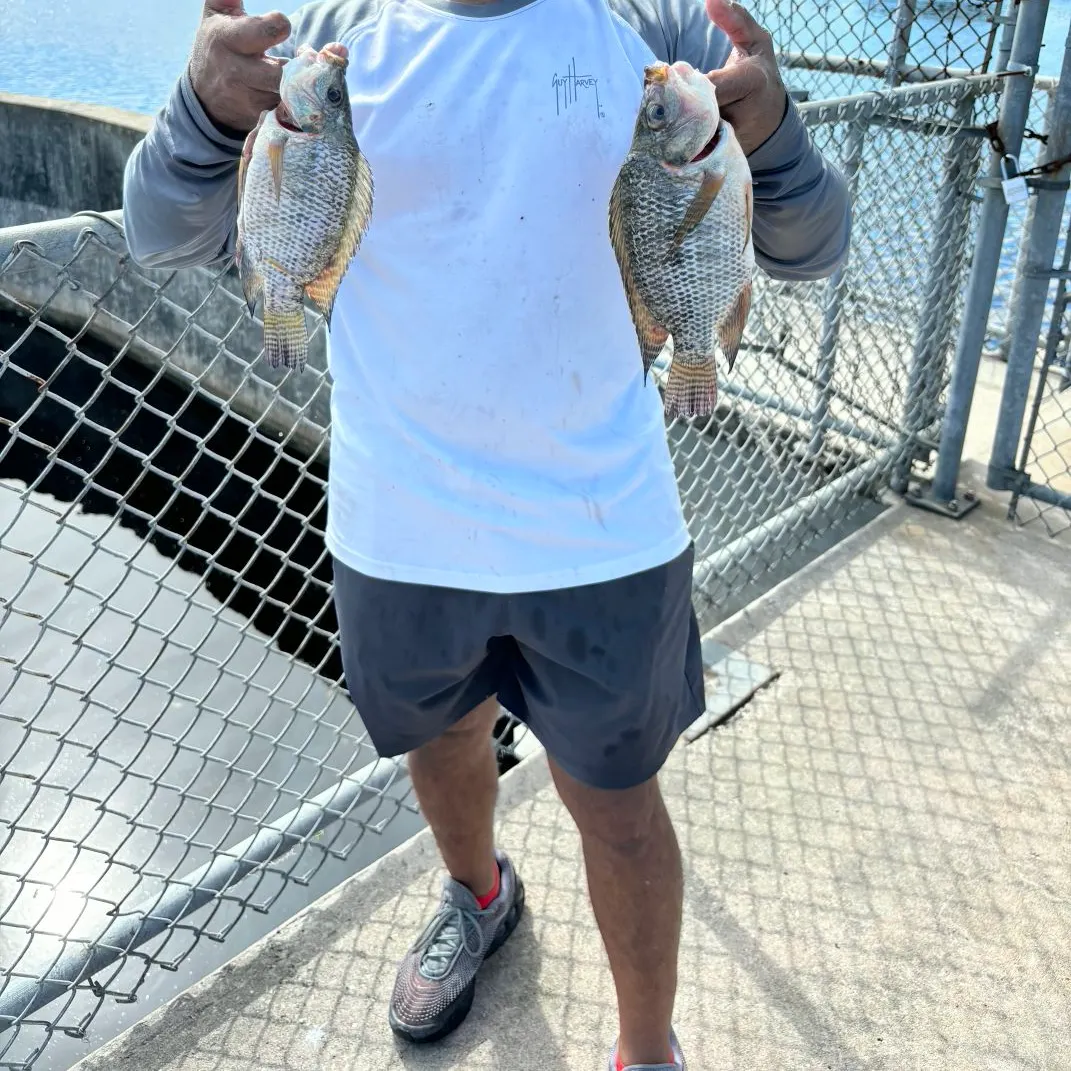 Nile tilapia caught on Fishbrain