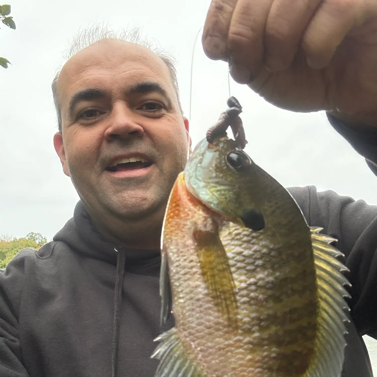 Bluegill caught on Fishbrain