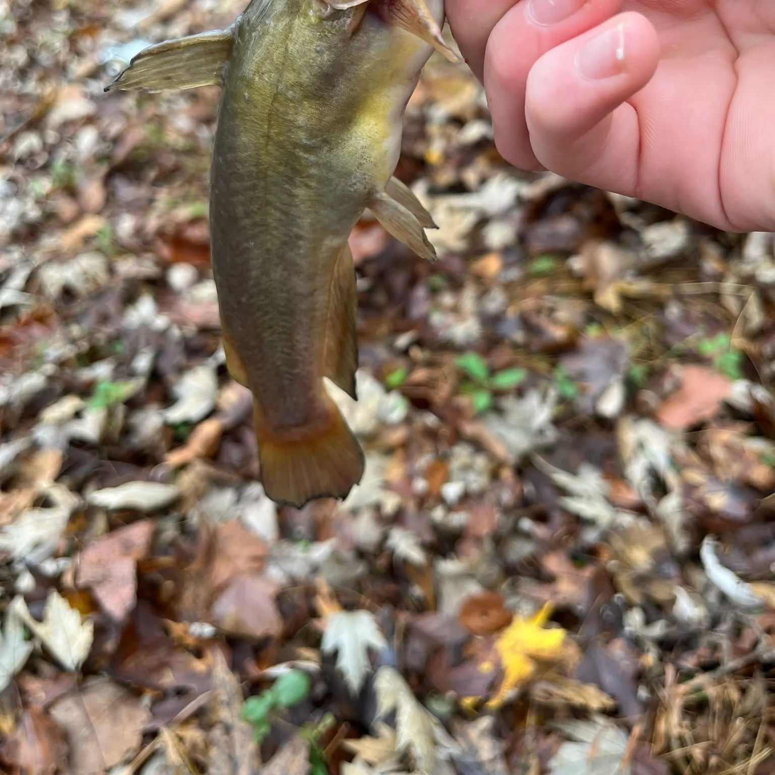 The most recent Black bullhead catches on Fishbrain