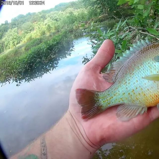 The most popular recent Redbreast sunfish catch on Fishbrain