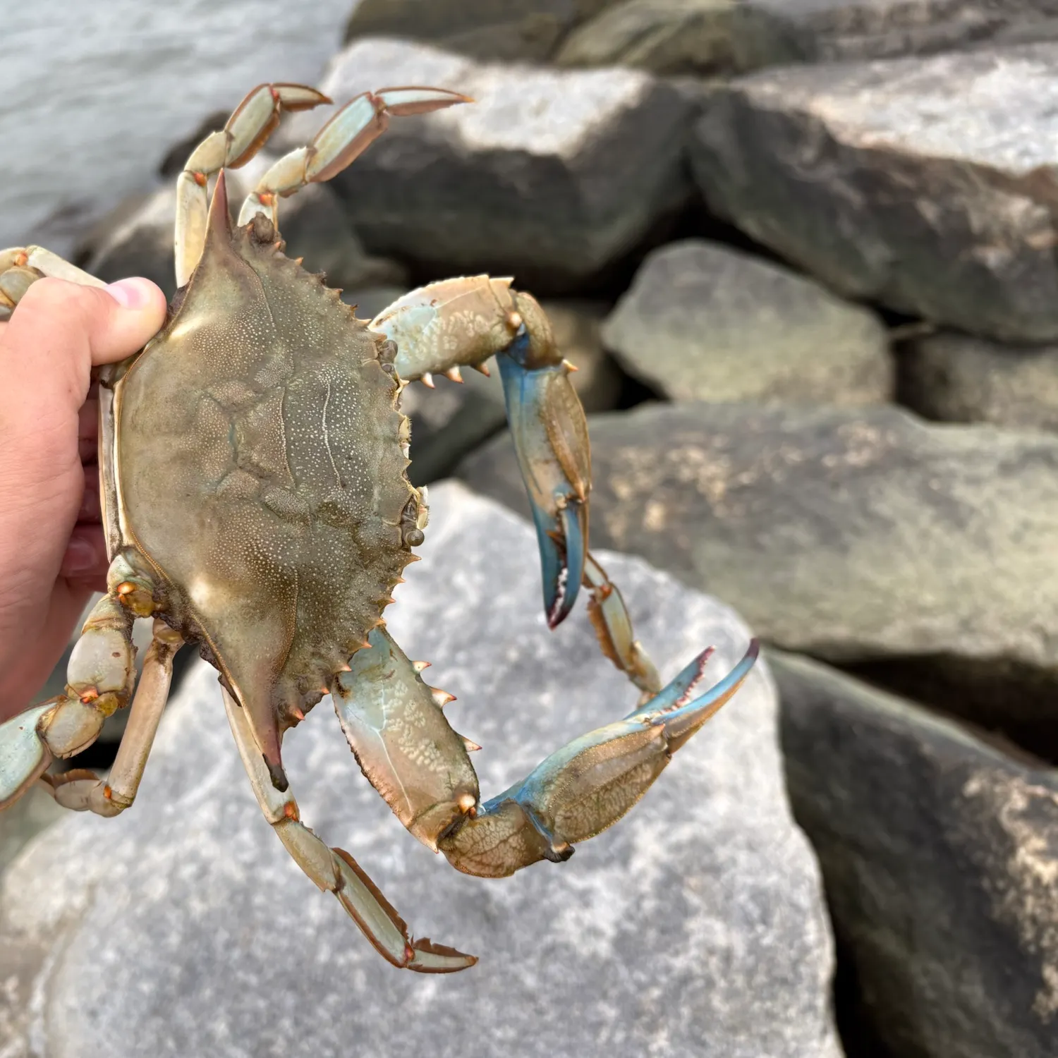 Southern calamari caught on Fishbrain