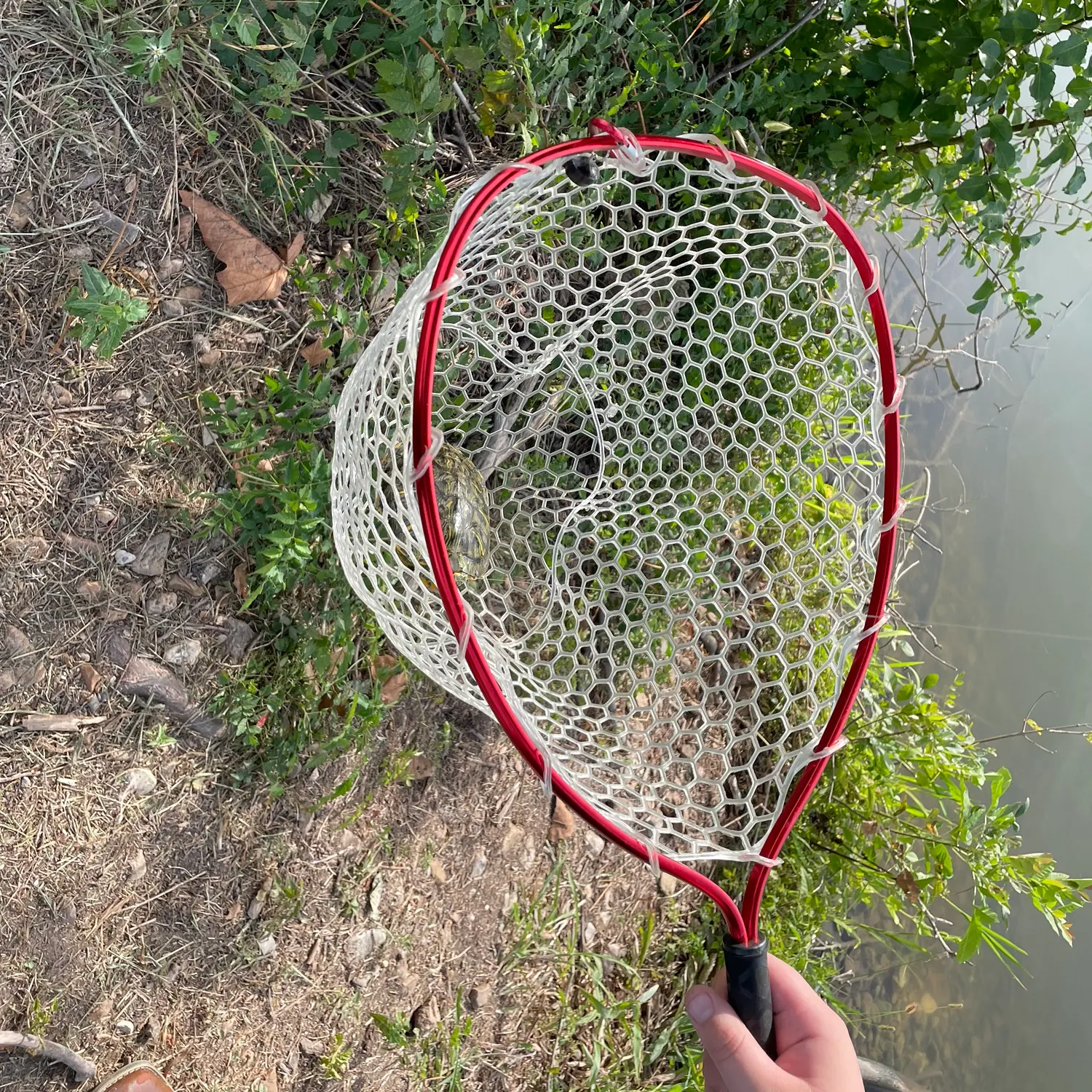 The most recent Texas cooter turtle catches on Fishbrain