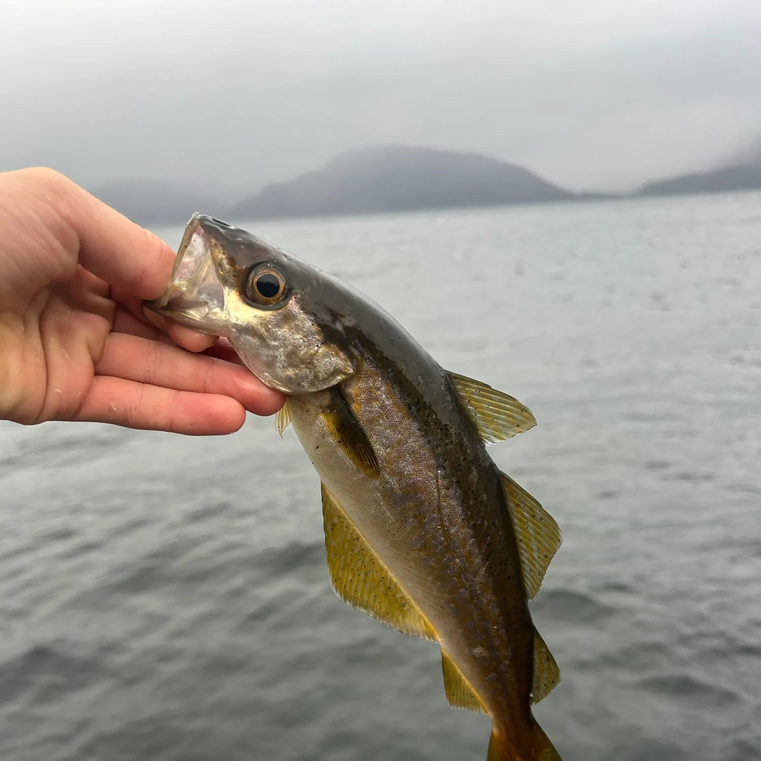 Pollack caught on Fishbrain