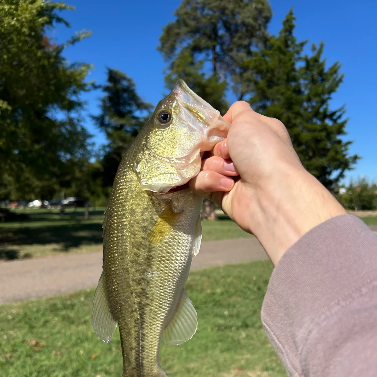 Largemouth bass caught on Fishbrain