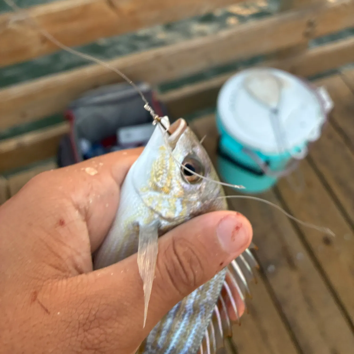 Pinfish caught on Fishbrain