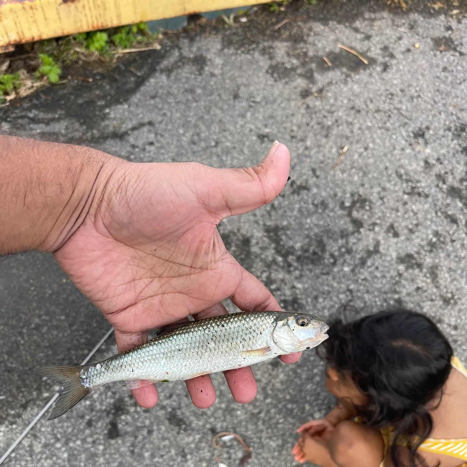 Fallfish caught on Fishbrain