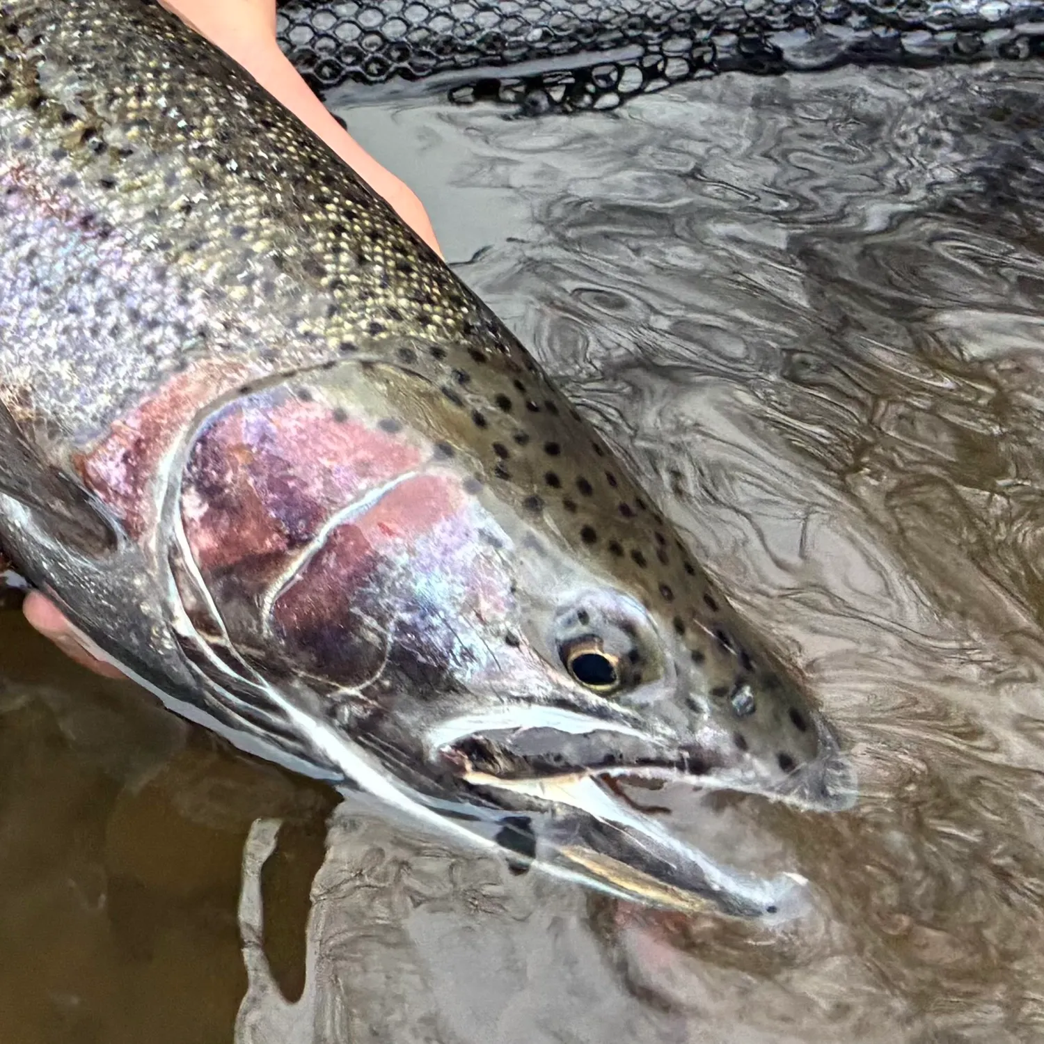 The most recent Steelhead catches on Fishbrain