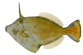 Large-scaled leatherjacket