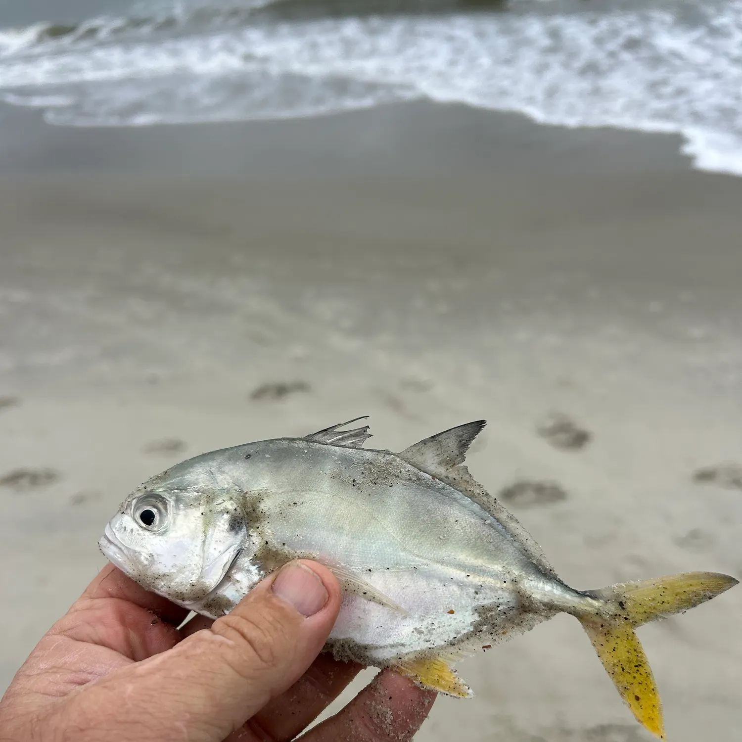 Crevalle jack caught on Fishbrain