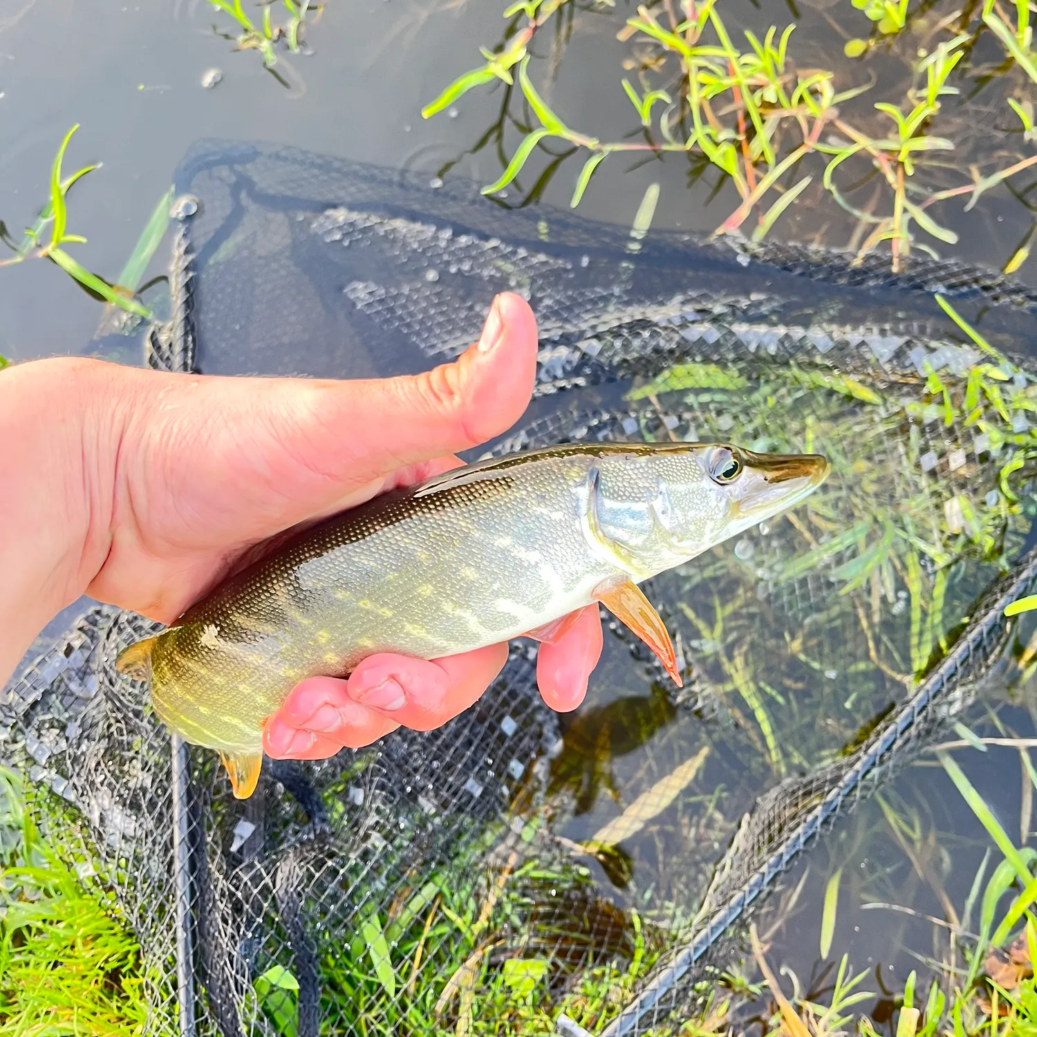 Northern pike caught on Fishbrain