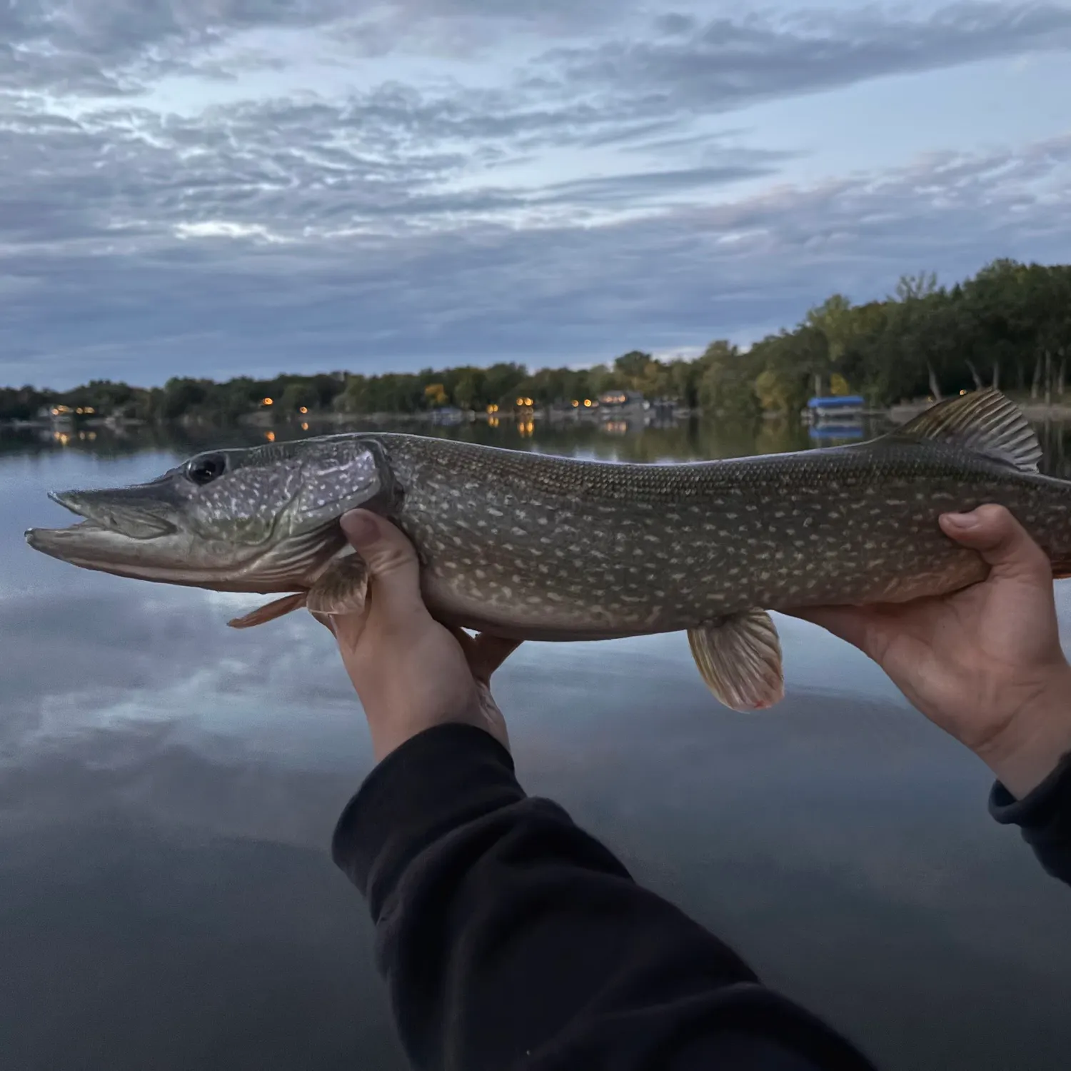 Northern pike caught on Fishbrain