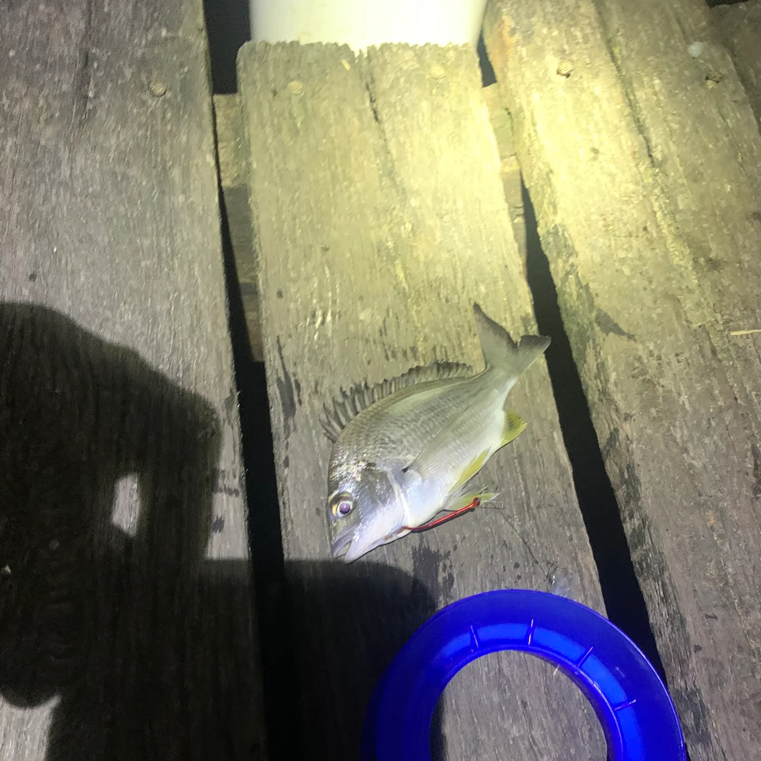 The most recent Surf bream catches on Fishbrain