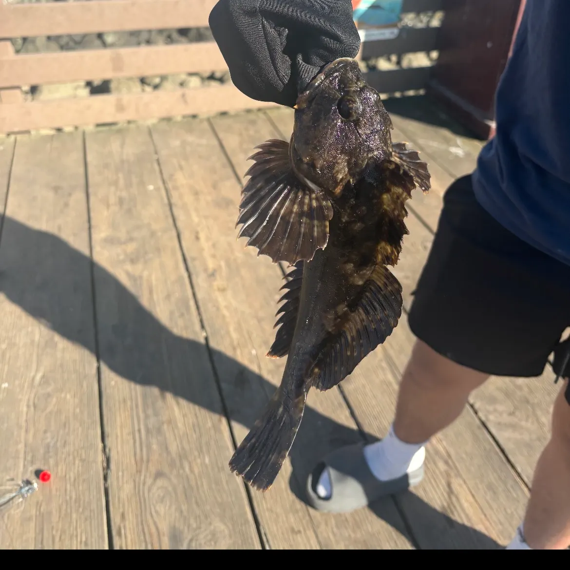 The most recent Cabezon catches on Fishbrain