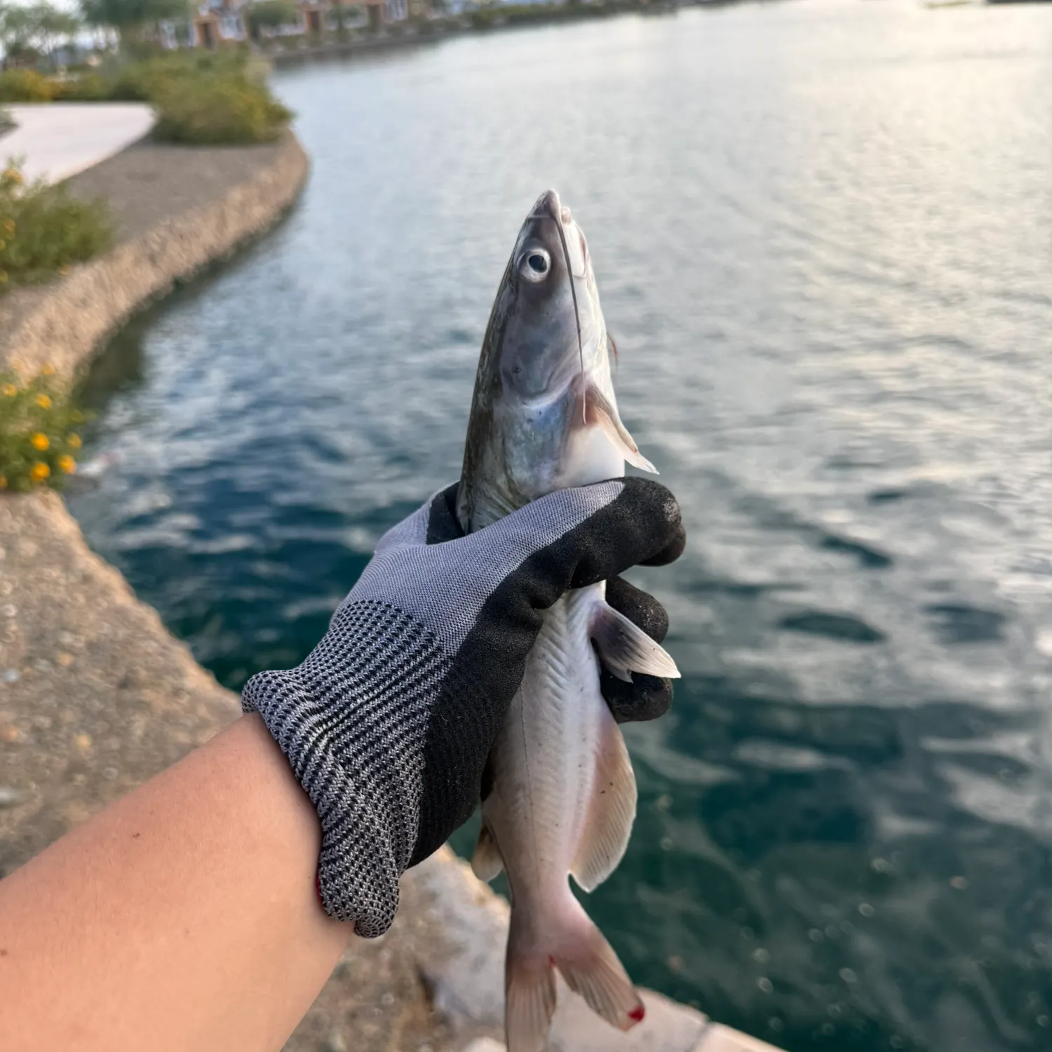 Channel catfish caught on Fishbrain