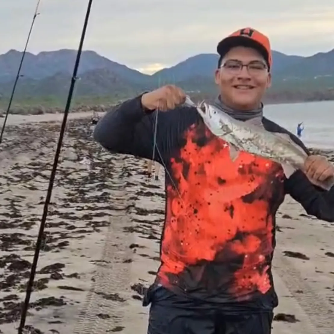 The most recent Gulf weakfish catches on Fishbrain