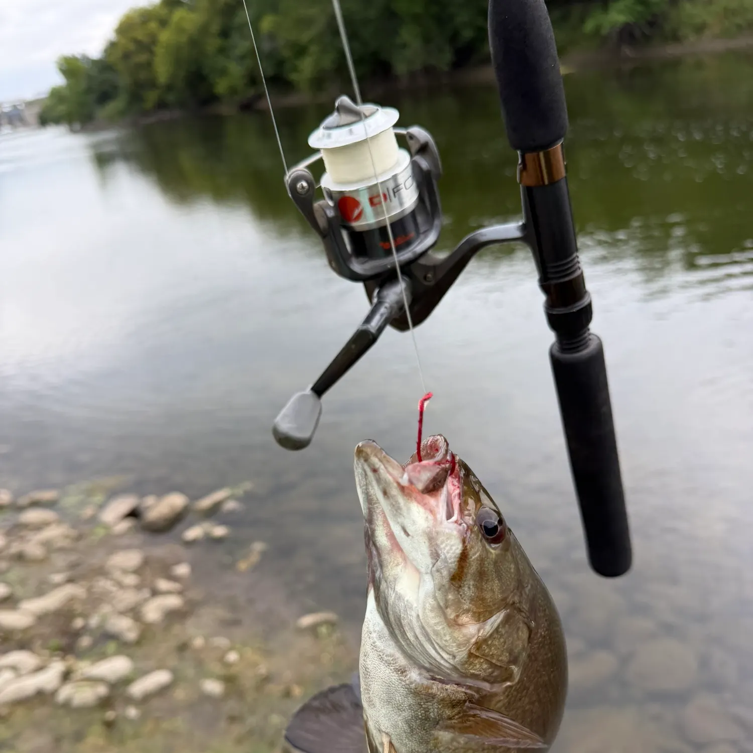 Smallmouth bass caught on Fishbrain