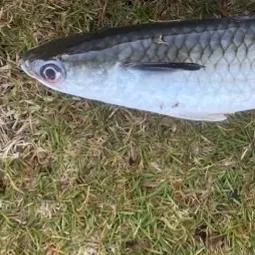Squaretail mullet caught on Fishbrain
