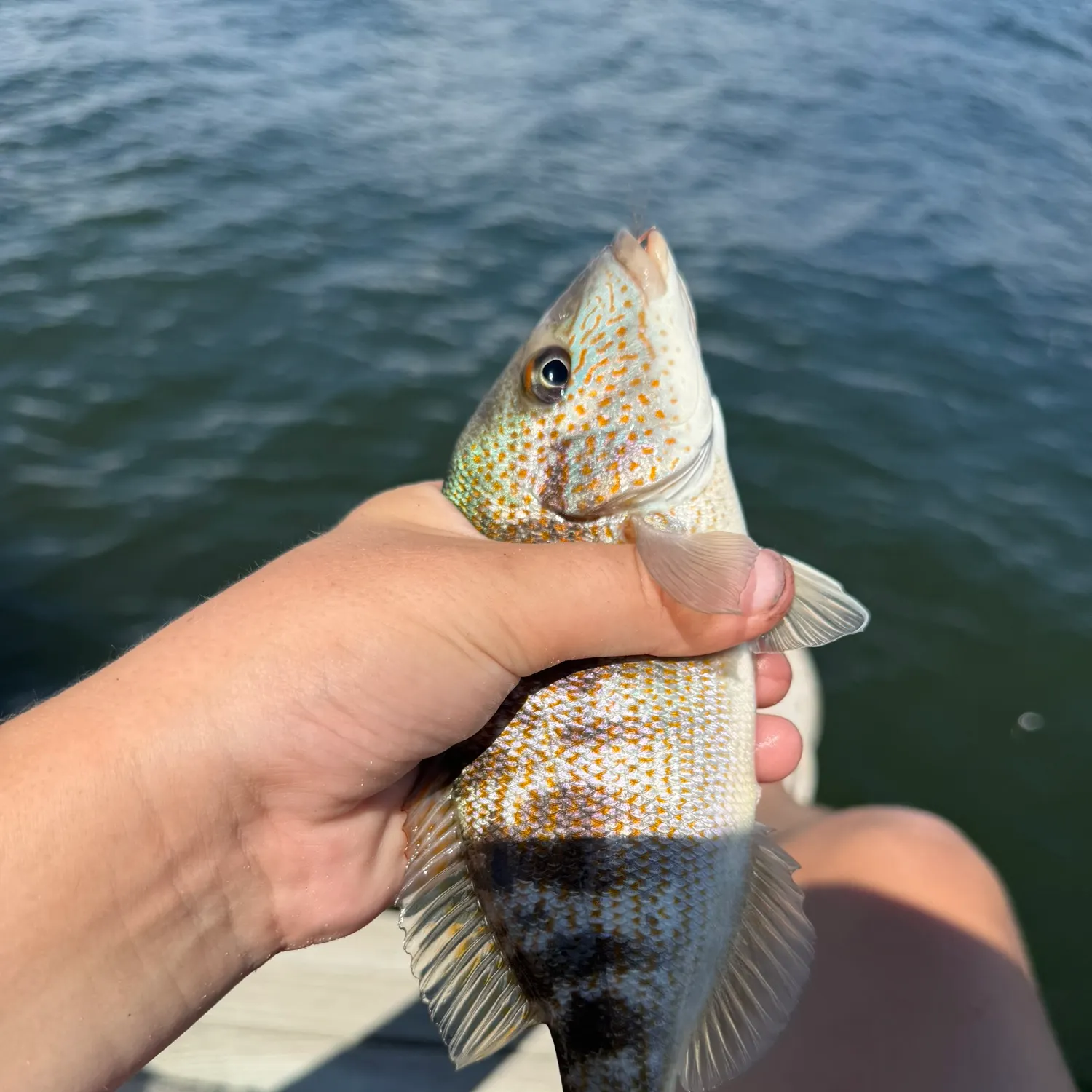 Pigfish caught on Fishbrain