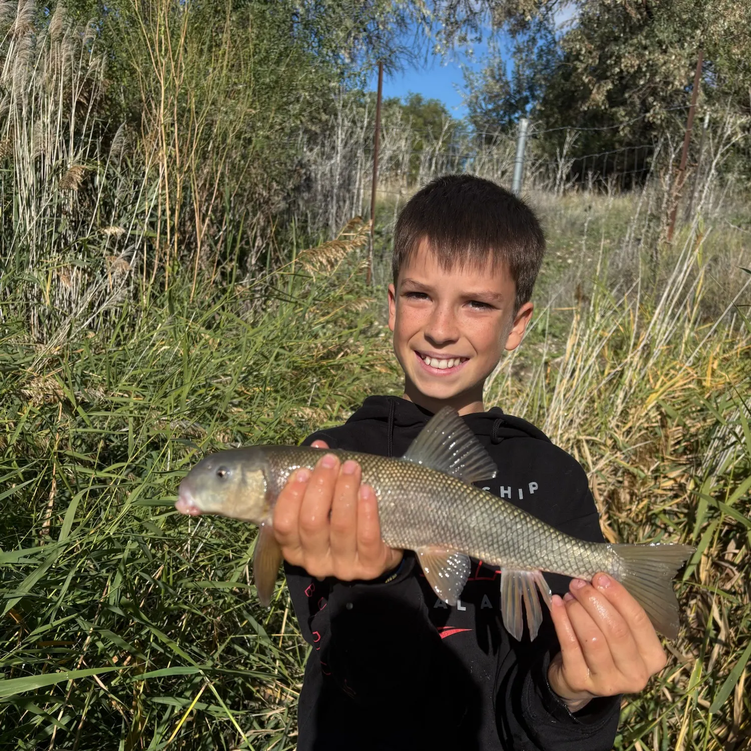The most recent Utah sucker catches on Fishbrain