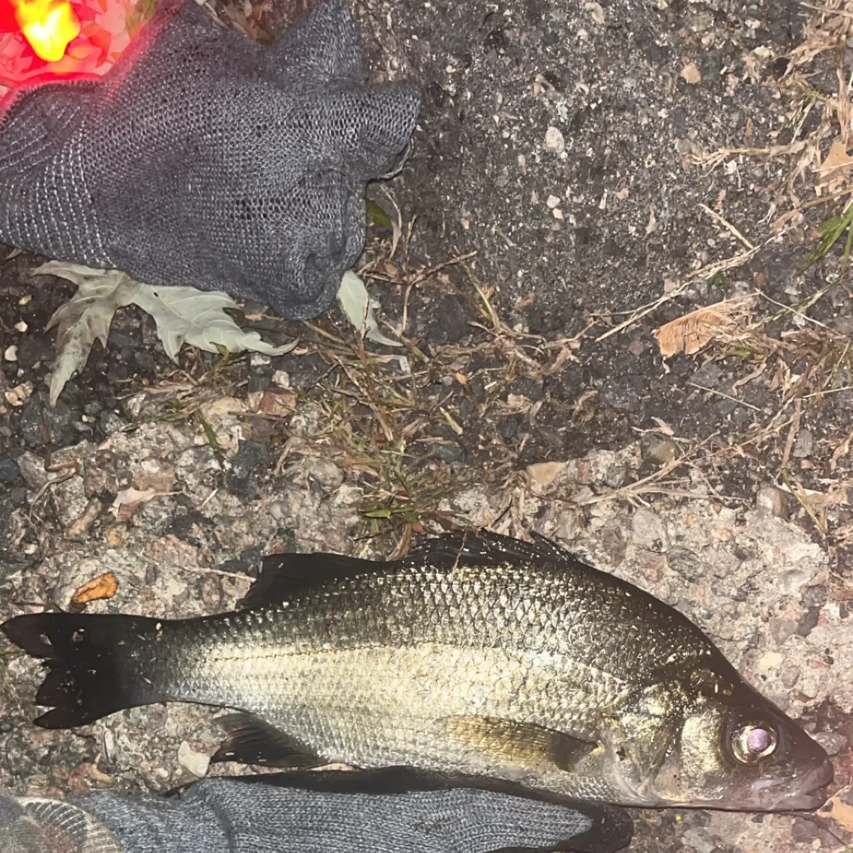 White perch caught on Fishbrain