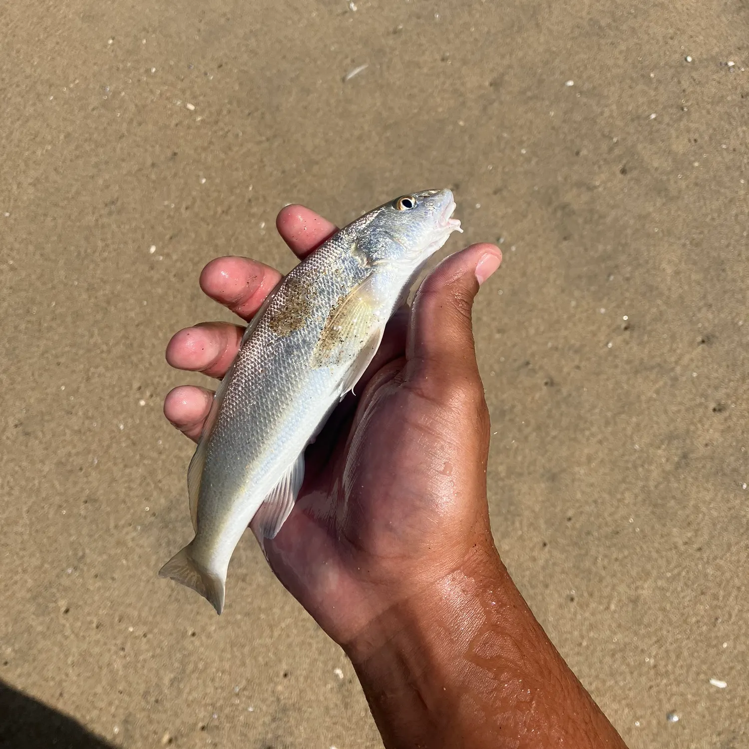 Fish caught on Fishbrain
