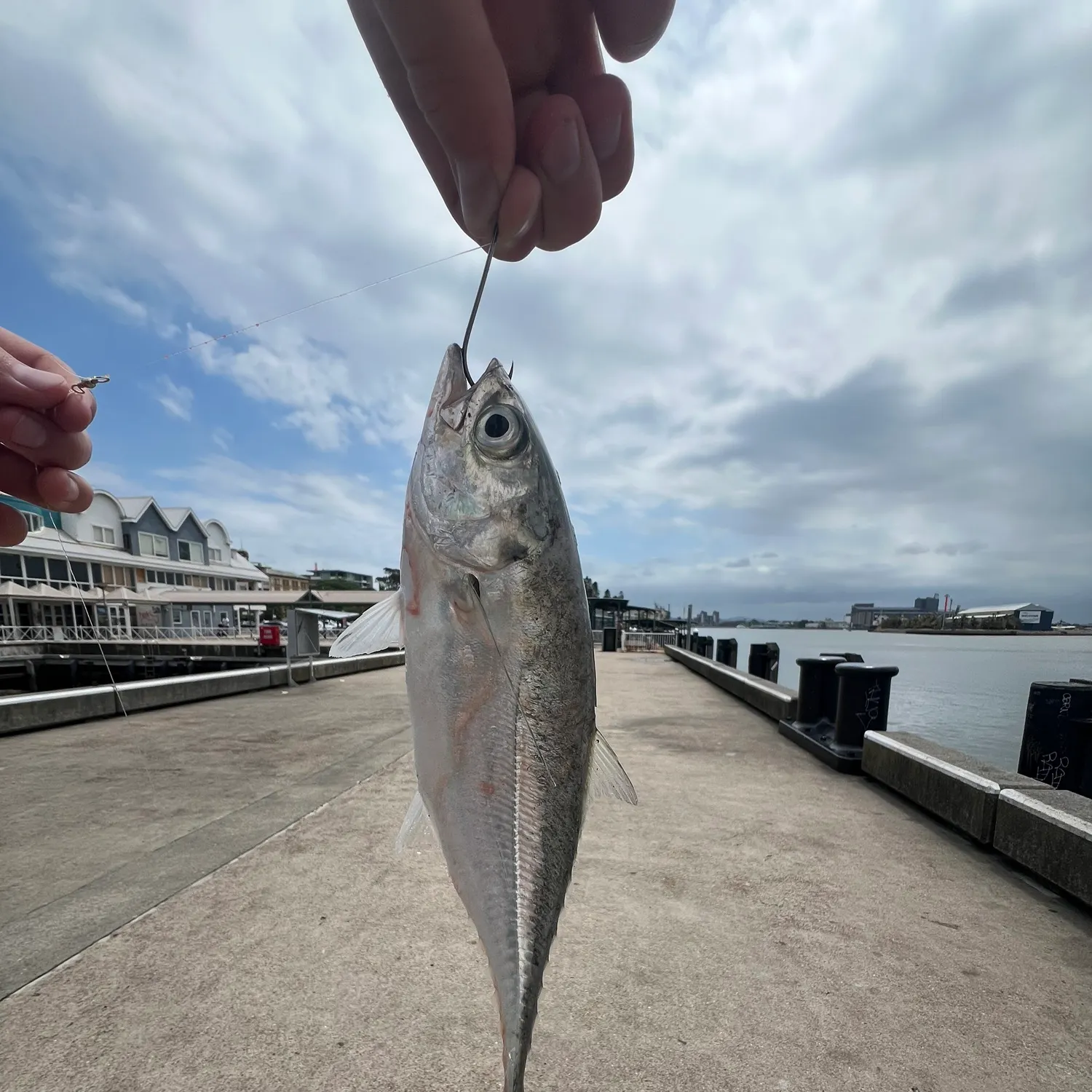 The most recent Torpedo scad catches on Fishbrain