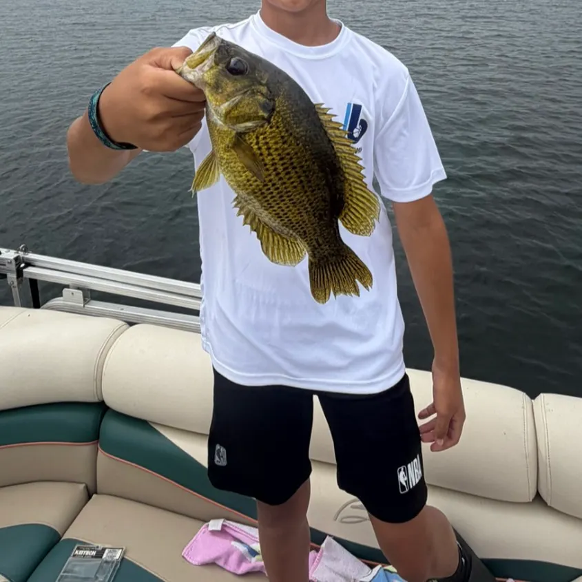 Rock bass caught on Fishbrain