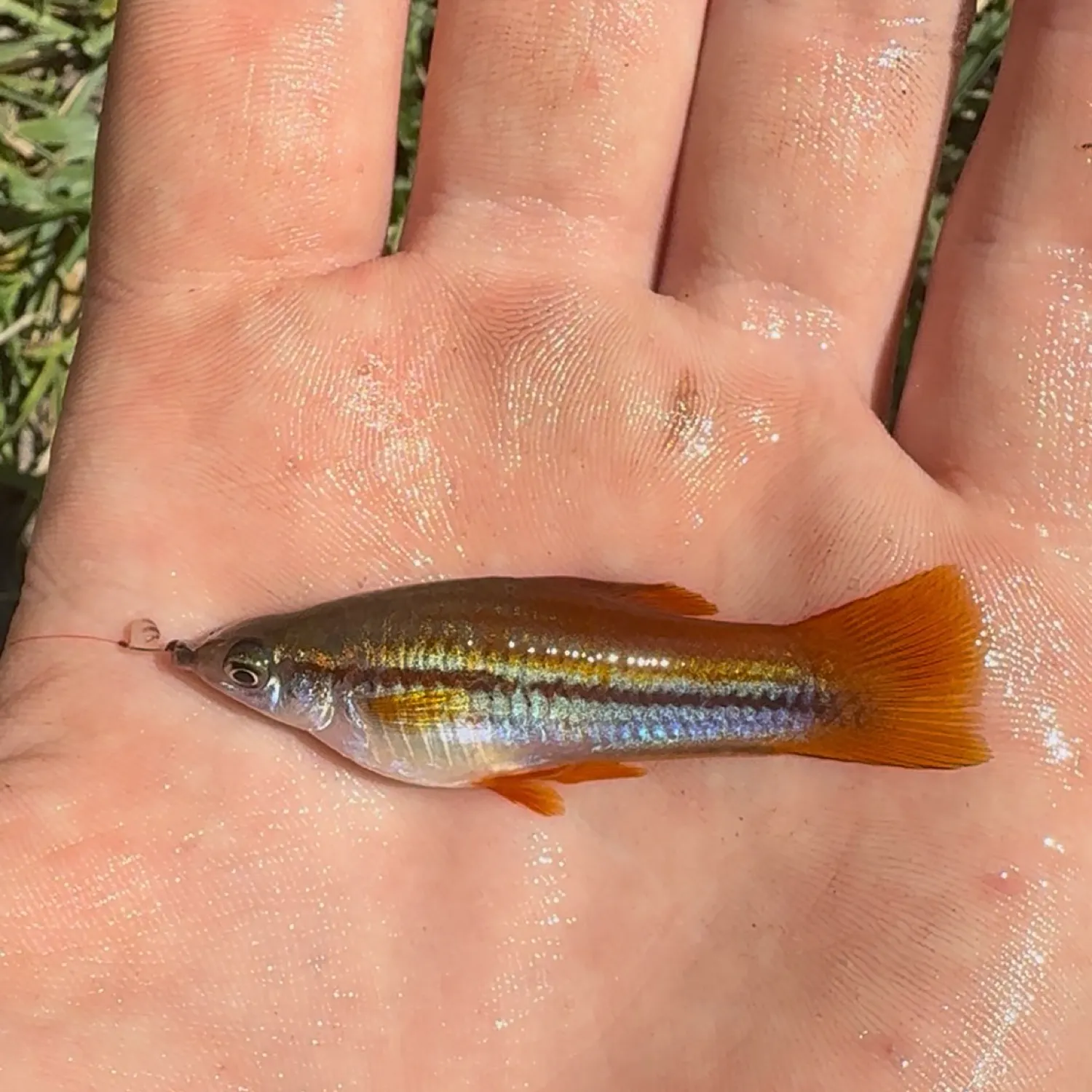 The most recent Green swordtail catches on Fishbrain
