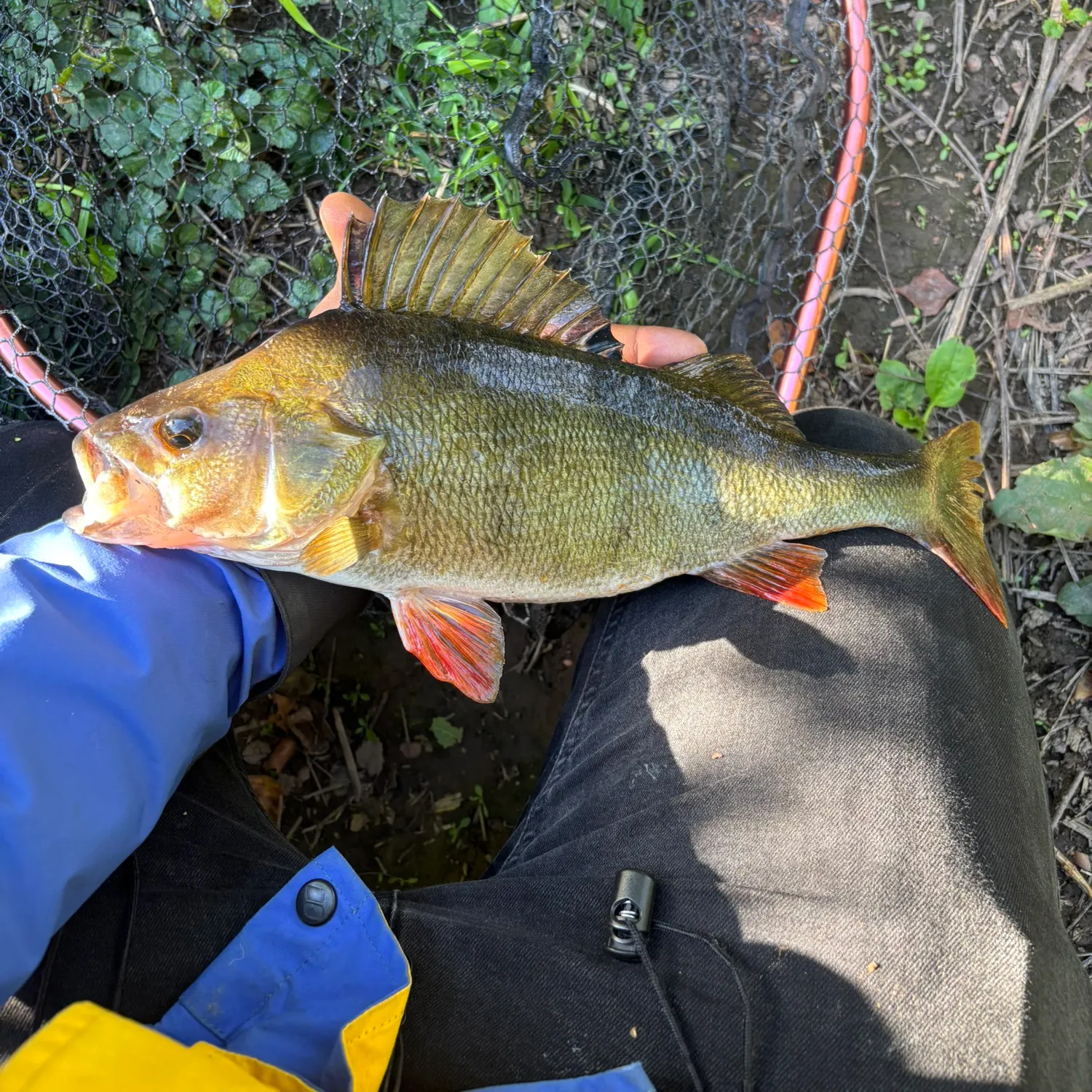 European perch caught on Fishbrain