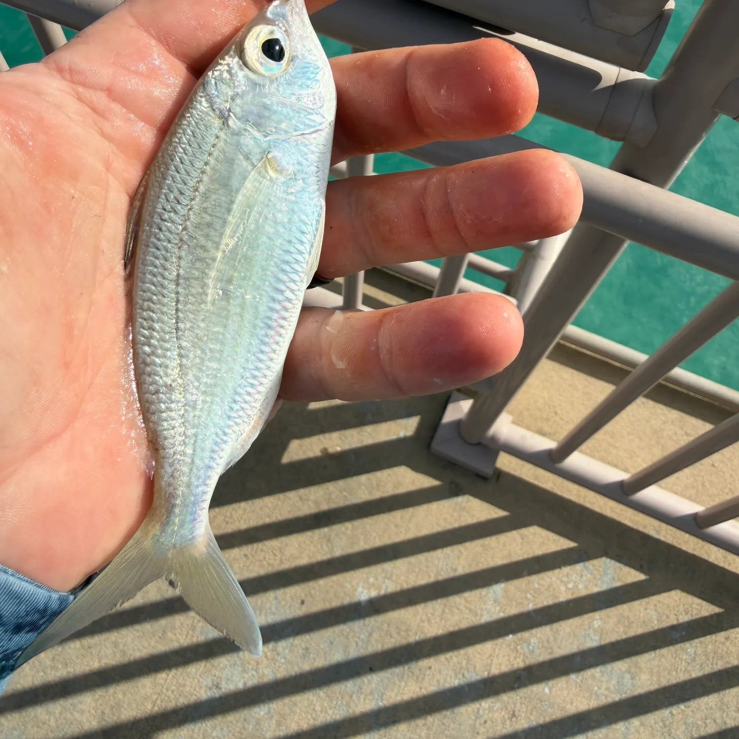 The most recent Pacific spotfin mojarra catches on Fishbrain