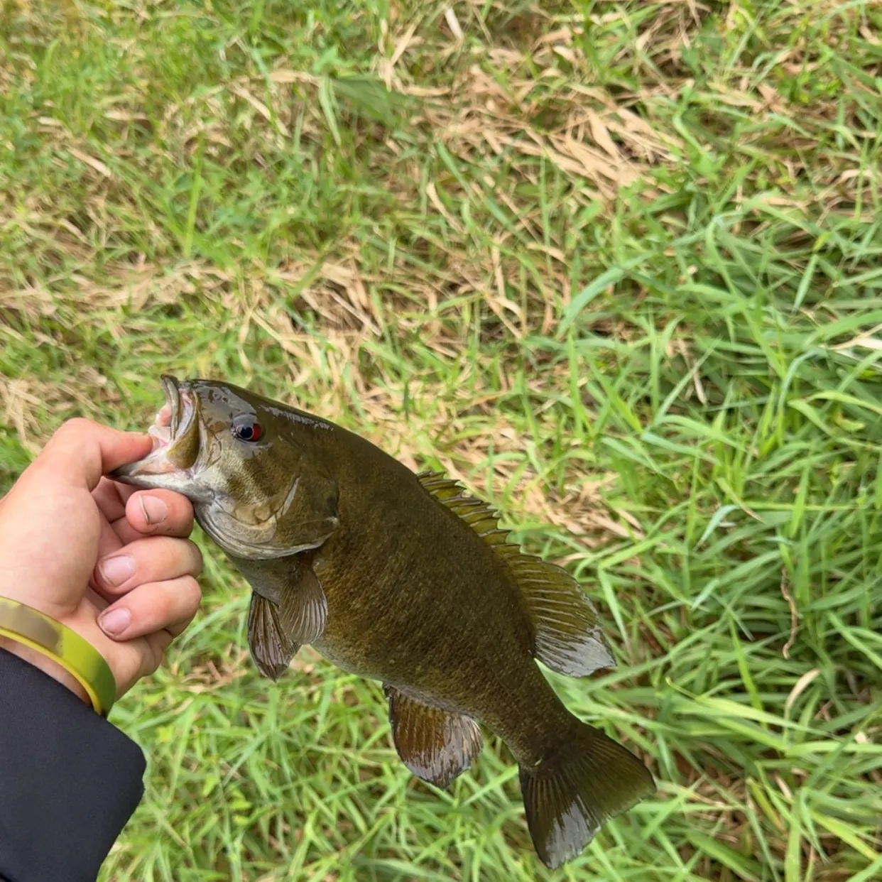 Smallmouth bass caught on Fishbrain