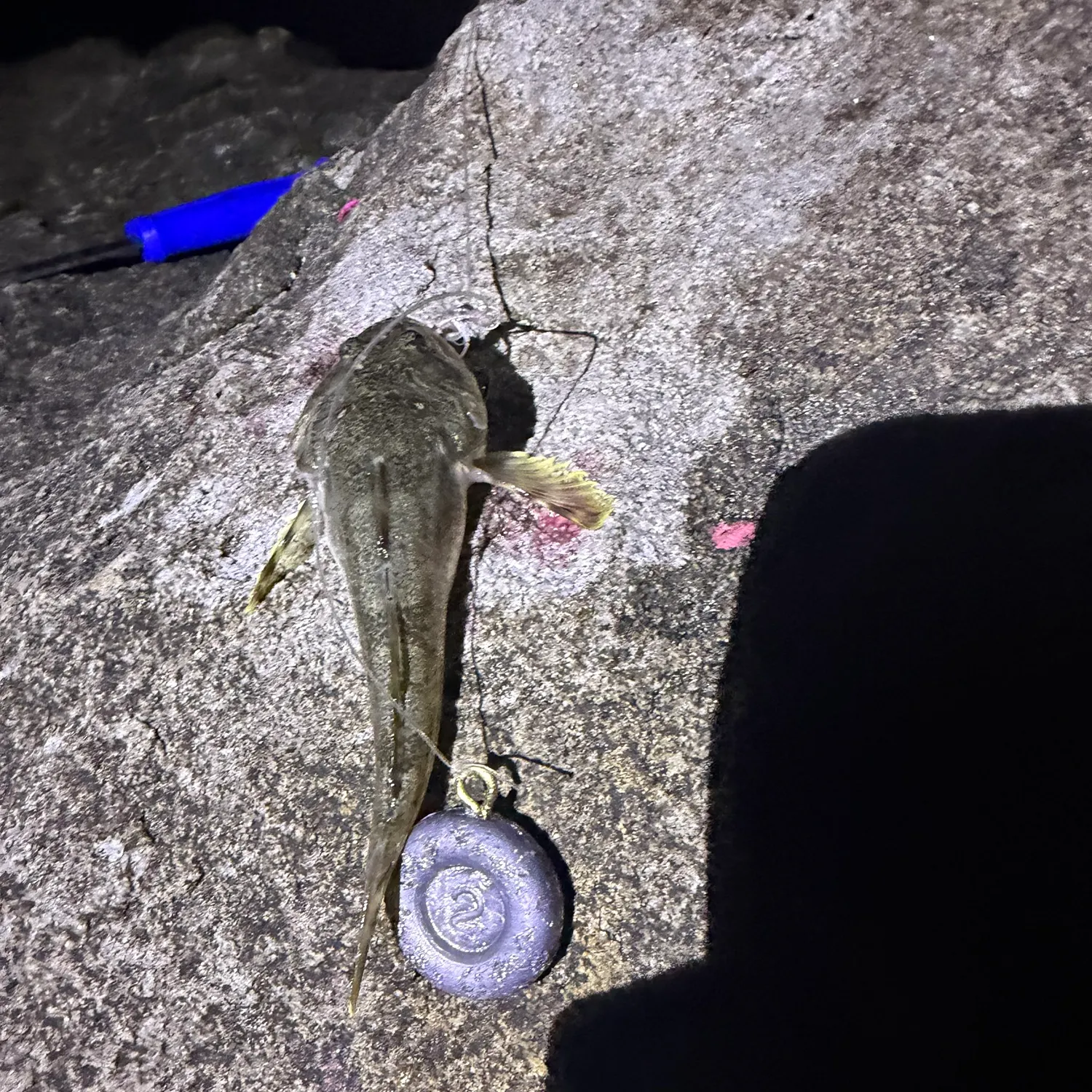 Pacific staghorn sculpin caught on Fishbrain